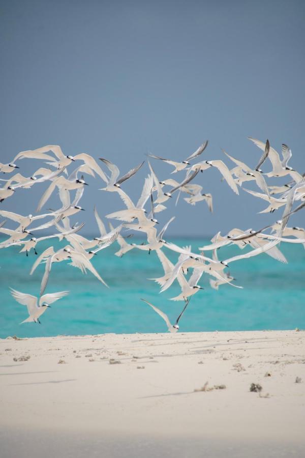 Brickwood Rasdhoo- Beach Front Экстерьер фото